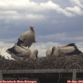 13_30-mast.jpg