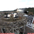 13_30-nest.jpg