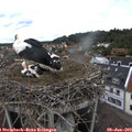 13_40-nest.jpg
