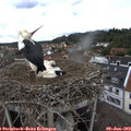 13_45-nest.jpg