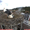 13_50-nest.jpg