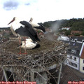 13_55-nest.jpg