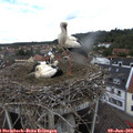 14_00-nest.jpg