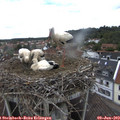 14_05-nest.jpg