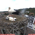 14_15-nest.jpg