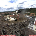 14_20-nest.jpg