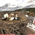 14_25-nest.jpg