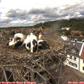 14_30-nest.jpg