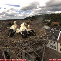 14_35-nest.jpg
