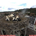 14_40-nest.jpg