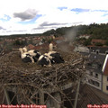14_45-nest.jpg
