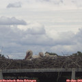 14_50-mast.jpg