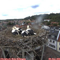 14_50-nest.jpg