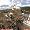 15_00-nest.jpg