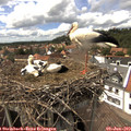 15_05-nest.jpg
