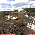 15_10-nest.jpg