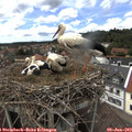 15_15-nest.jpg