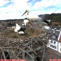 15_20-nest.jpg