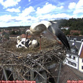 15_25-nest.jpg