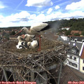 15_30-nest.jpg