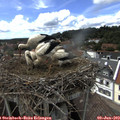 15_35-nest.jpg
