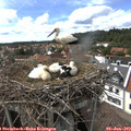 15_40-nest.jpg