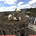 15_45-nest.jpg
