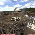 15_50-nest.jpg
