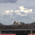 15_55-mast.jpg