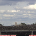 16_00-mast.jpg