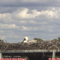 16_05-mast.jpg