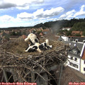 16_10-nest.jpg