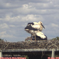 16_15-mast.jpg