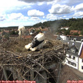 16_15-nest.jpg