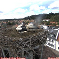 16_20-nest.jpg