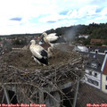 16_25-nest.jpg