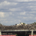 16_35-mast.jpg