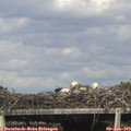 16_40-mast.jpg