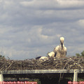 16_45-mast.jpg