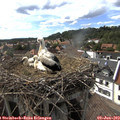 16_45-nest.jpg