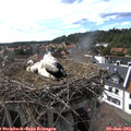 16_50-nest.jpg