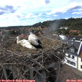 16_55-nest.jpg