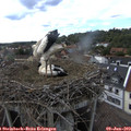 17_00-nest.jpg