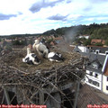 17_05-nest.jpg