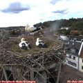 17_10-nest.jpg