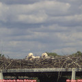 17_15-mast.jpg