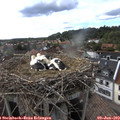 17_15-nest.jpg