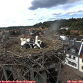 17_20-nest.jpg