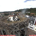 17_25-nest.jpg