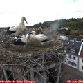17_30-nest.jpg